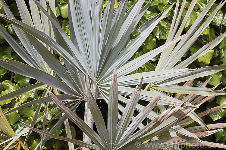 Bismarck. Palm (<i>Bismarckia nobilis</i>), a striking blue-green-foliaged, 10-30m tall fan palm native to Madagascar. With great age it is capable of growing to 60m tall