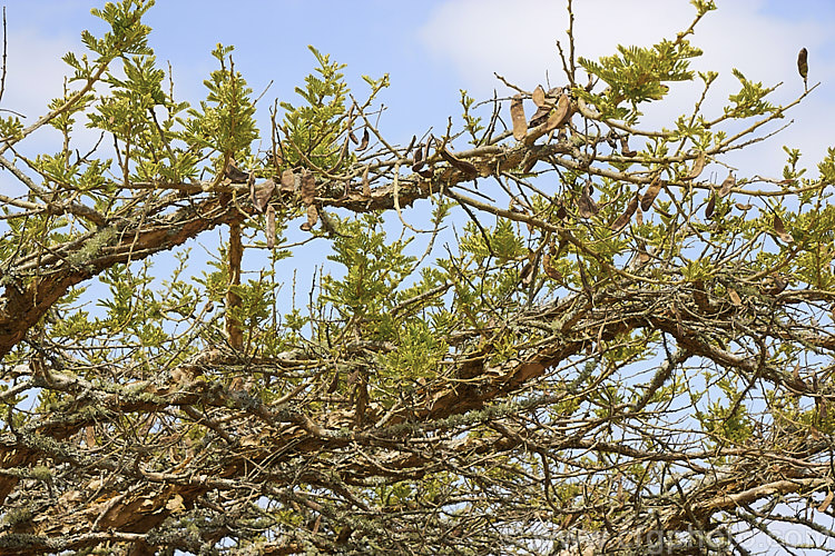 Paperbark Thorn (<i>Vachellia sieberiana [syn. Acacia sieberiana]), a dry season-deciduous tree native to tropical and southern Africa. Typical of African acacias it is a medium-sized, flat-topped tree. This species is characterised by its flaking and peeling papery bark. The flowers are creamy white and are followed by conspicuous and persistent seedpods. vachellia-2060htm'>Vachellia.