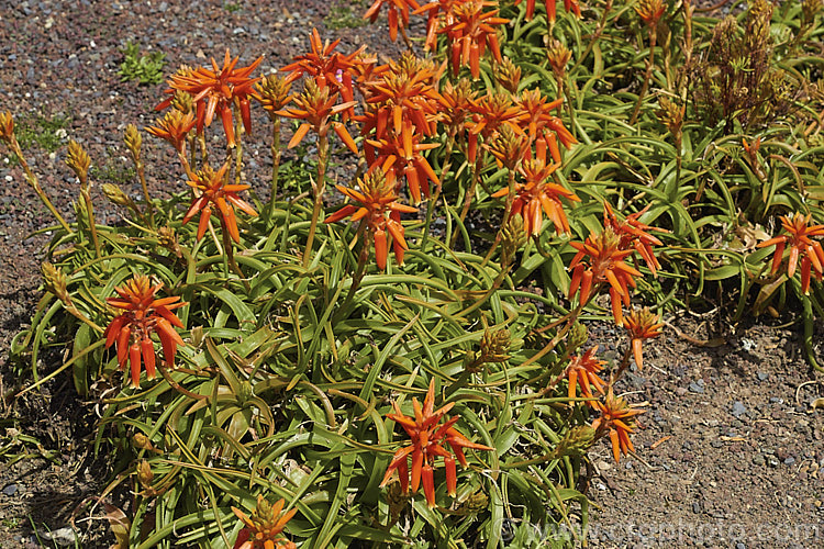 Wolkberg. Cliff. Aloe (<i>Aloe thompsonii</i>), a low, spreading, spring- to early summer-flowering succulent with a very limited area of natural distribution in the Wolkberg region of South Africa where the summer rainfall is high but winters are dry. Order: Asparagales, Family: Asphodelaceae