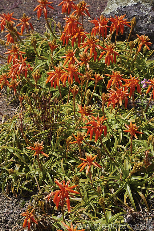 Wolkberg. Cliff. Aloe (<i>Aloe thompsonii</i>), a low, spreading, spring- to early summer-flowering succulent with a very limited area of natural distribution in the Wolkberg region of South Africa where the summer rainfall is high but winters are dry. Order: Asparagales, Family: Asphodelaceae