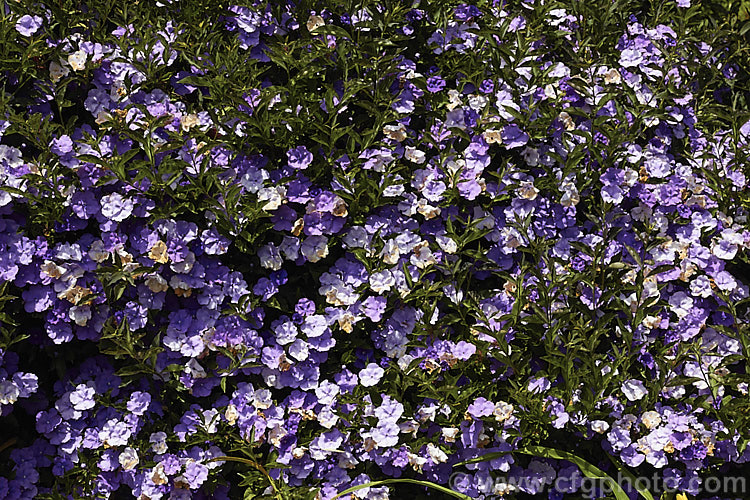 Brunfelsia pauciflora, an evergreen, 3m tall, spring- to summer-flowering shrub native to Brazil. Its flowers open purple but fade to white over several days. There are cultivars that vary in plant and flower size. brunfelsia-2611htm'>Brunfelsia.