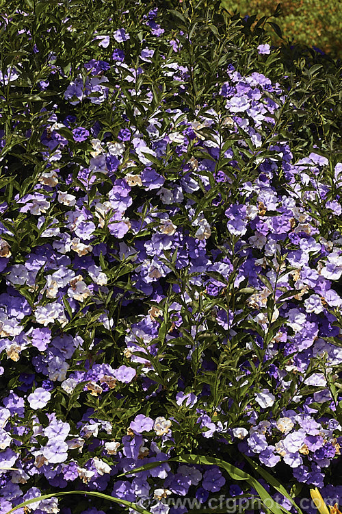 Brunfelsia pauciflora, an evergreen, 3m tall, spring- to summer-flowering shrub native to Brazil. Its flowers open purple but fade to white over several days. There are cultivars that vary in plant and flower size. brunfelsia-2611htm'>Brunfelsia.