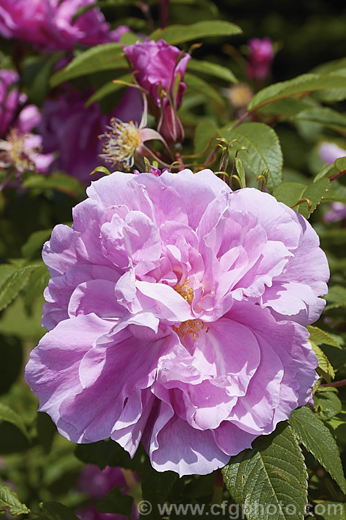 Rosa 'Therese. Bugnet' ('Pelouses' x 'University'), a Rugosa shrub rose hybrid raised in 1950 by George. Bugnet of Canada The flowers are mildly scented and this very hardy bush can grow to 2m tall Order: Rosales, Family: Rosaceae