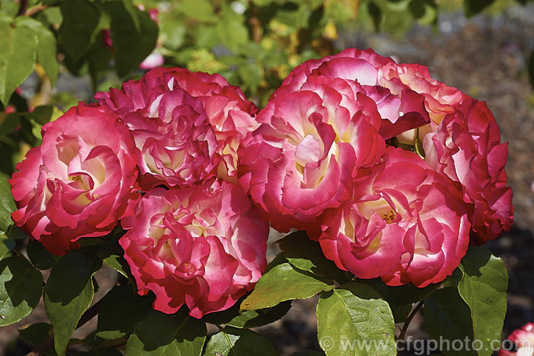 Rosa 'Tropical Delight', a Cluster-flowered (<i>Floribunda</i>) shrub rose that grows to around 13m high. Order: Rosales, Family: Rosaceae