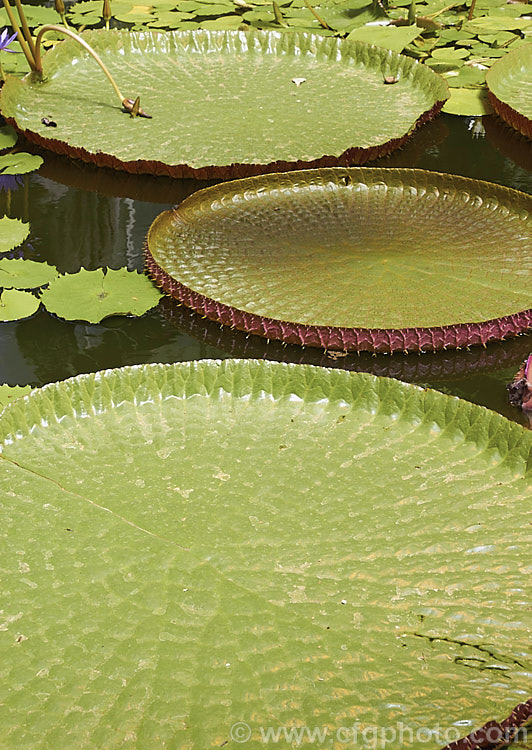 Giant Water. Lily (<i>Victoria amazonica</i>), a nocturnally flowering water lily native to tropical South America. Its scented white flowers, up to 45cm across, open from pink buds and age to pink. The leaves, which are up to 3m wide, are purplish on the undersides with soft spines and conspicuous veins. The architect and gardener. Sir Joseph. Paxton (1803-65) was the first to flower the plant in England and the veining of the leaves was said to be the inspiration for the girder-work of the Crystal. Palace, which he designed. victoria-3389htm'>Victoria. <a href='nymphaeaceae-plant-family-photoshtml'>Nymphaeaceae</a>. Giant Water. Lily (<i>Victoria amazonica</i>), a nocturnally flowering water lily native to tropical South America. Its scented white flowers, up to 45cm across, open from pink buds and age to pink. The leaves, which are up to 3m wide, are purplish on the undersides with soft spines and conspicuous veins. The architect and gardener. Sir Joseph. Paxton (1803-65) was the first to flower the plant in England and the veining of the leaves was said to be the inspiration for the girder-work of the Crystal. Palace, which he designed. victoria-3389htm'>Victoria. <a href='nymphaeaceae-plant-family-photoshtml'>Nymphaeaceae</a>.
