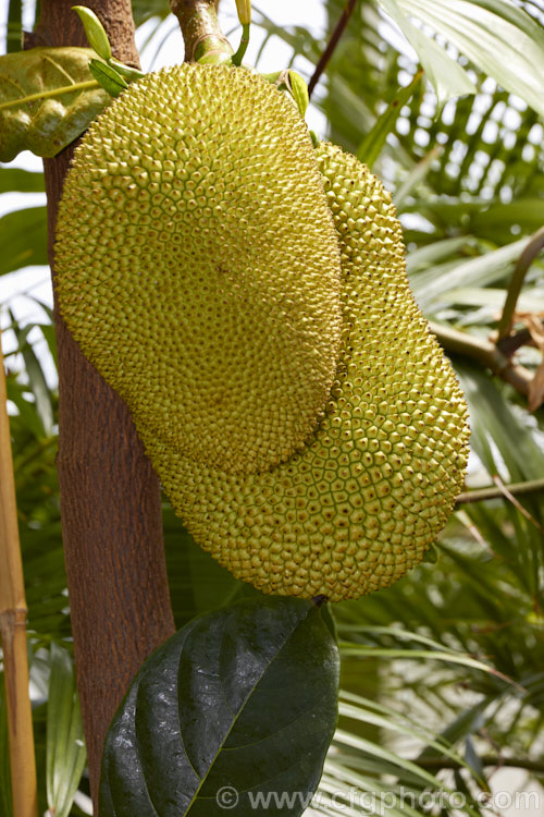 Jackfruit (<i>Artocarpus heterophyllus</i>), an evergreen tree native to Southeast Asia. It is widely cultivated in the tropics for its edible fruit, which is the largest of any tree and can weigh over 35kg. The mature fruit contains many fleshy seed bearing segments. artocarpus-2366htm'>Artocarpus. Order: Rosales, Family: Moraceae