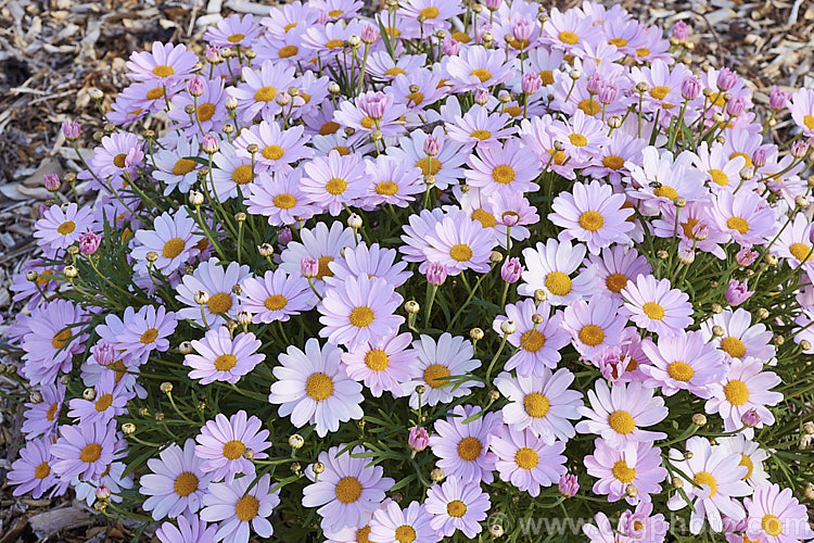 Argyranthemum frutescens 'Summit Pink', an Australian-raised Marguerite. Daisy that forms a compact mound smothered in flowers. It grows to around 50cm high x 75cm wide. The main blooming period is spring to early summer but it will often have a second flush in autumn and is seldom without flower. Order: Asterales, Family: Asteraceae