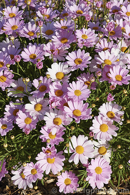 Argyranthemum frutescens 'Summit Pink', an Australian-raised Marguerite. Daisy that forms a compact mound smothered in flowers. It grows to around 50cm high x 75cm wide. The main blooming period is spring to early summer but it will often have a second flush in autumn and is seldom without flower. Order: Asterales, Family: Asteraceae