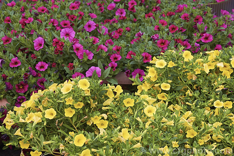 Some of the many Calibrachoa cultivars. Resembling small-flowered petunias and often marketed as 'perennial petunias', these trailing plants are ideal for rockery groundcover or hanging baskets