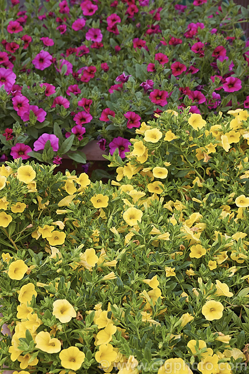 Some of the many Calibrachoa cultivars. Resembling small-flowered petunias and often marketed as 'perennial petunias', these trailing plants are ideal for rockery groundcover or hanging baskets