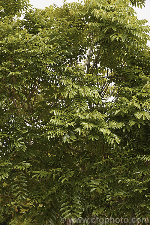 Moreton Bay Chestnut or Queensland. Black Bean (<i>Castanospermum australe</i>), an evergreen tree native to eastern Australia. In late spring and early summer it produces yellow pea-like flowers that are followed by hard brown seedpods that split when ripe. The pods and seeds are toxic to livestock. The tree produces a useful hard brown timber but the irritant sawdust makes working the wood difficult. castanospermum-2773htm'>Castanospermum.