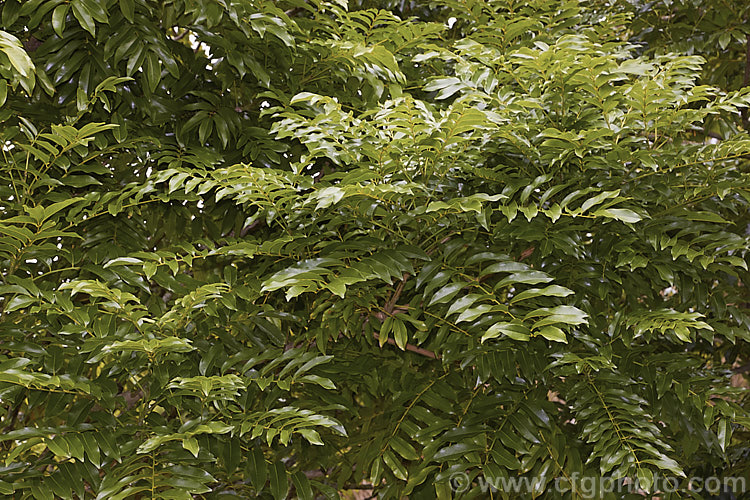 Moreton Bay Chestnut or Queensland. Black Bean (<i>Castanospermum australe</i>), an evergreen tree native to eastern Australia. In late spring and early summer it produces yellow pea-like flowers that are followed by hard brown seedpods that split when ripe. The pods and seeds are toxic to livestock. The tree produces a useful hard brown timber but the irritant sawdust makes working the wood difficult. castanospermum-2773htm'>Castanospermum.