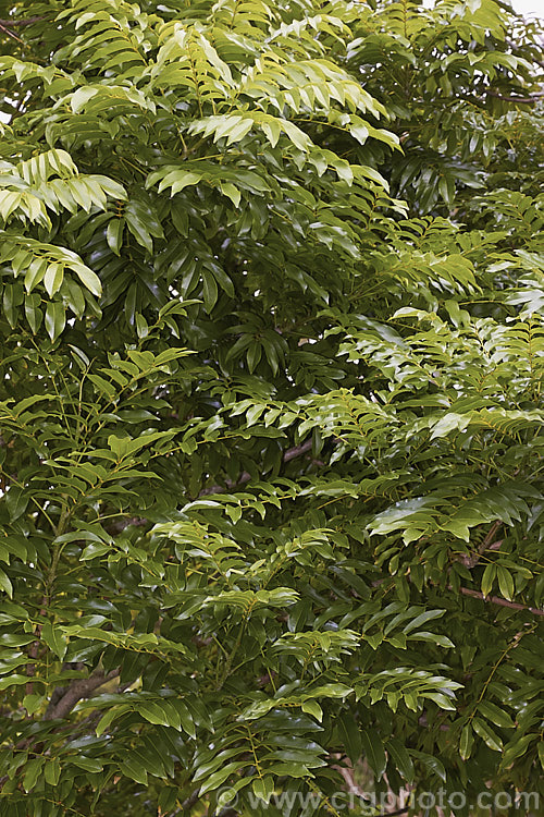 Moreton Bay Chestnut or Queensland. Black Bean (<i>Castanospermum australe</i>), an evergreen tree native to eastern Australia. In late spring and early summer it produces yellow pea-like flowers that are followed by hard brown seedpods that split when ripe. The pods and seeds are toxic to livestock. The tree produces a useful hard brown timber but the irritant sawdust makes working the wood difficult. castanospermum-2773htm'>Castanospermum.