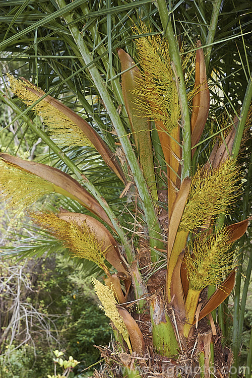 Date Palm (<i>Phoenix dactylifera</i>) with female flowers. This 10-30m tall feather palm of uncertain origins is now widely considered to be a natural hybrid as it does not appear to occur in the wild. It is the source of edible dates and is extensively cultivated. The feathery flower sprays are distinctive, with male and female flowers on separate plants, and the palm may be single-trunked or form clumps. Order: Arecales, Family: Arecaceae