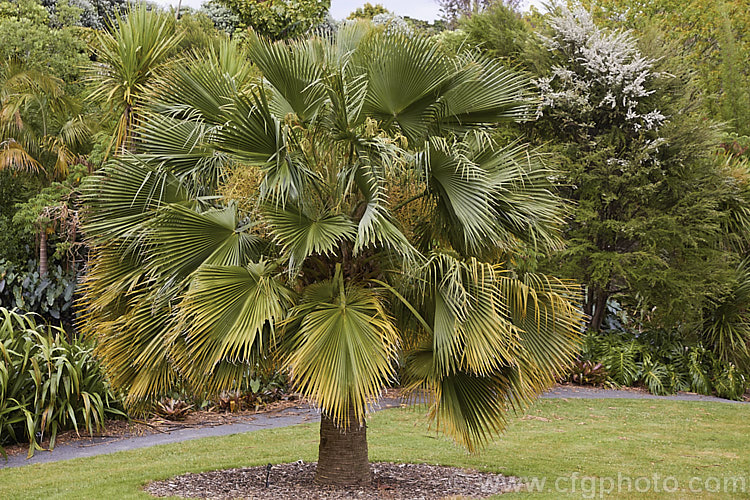 Guadalupe Palm (<i>Brahea edulis</i>), a 10m tall fan palm endemic to GuadalupeIsland off the western coast of Mexico. It produces large sprays of tiny flowers that develop into edible date-like black fruits. Order: Arecales, Family: Arecaceae