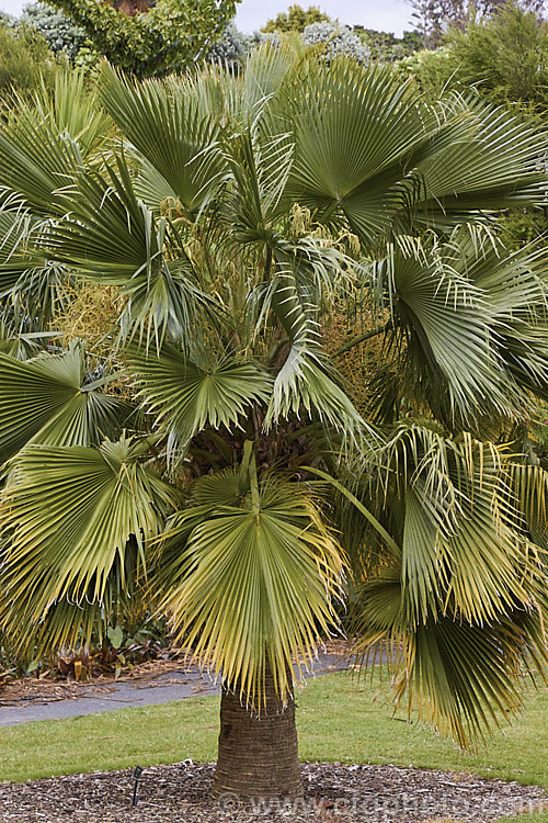 Guadalupe Palm (<i>Brahea edulis</i>), a 10m tall fan palm endemic to GuadalupeIsland off the western coast of Mexico. It produces large sprays of tiny flowers that develop into edible date-like black fruits. Order: Arecales, Family: Arecaceae