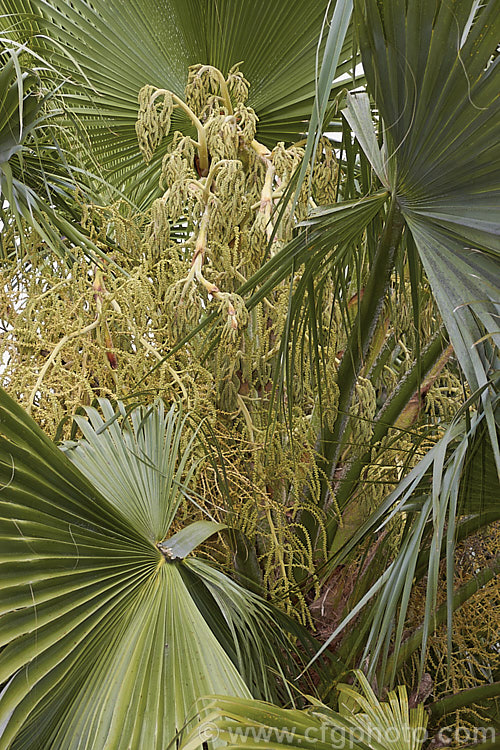 Guadalupe Palm (<i>Brahea edulis</i>), a 10m tall fan palm endemic to GuadalupeIsland off the western coast of Mexico. It produces large sprays of tiny flowers that develop into edible date-like black fruits. Order: Arecales, Family: Arecaceae