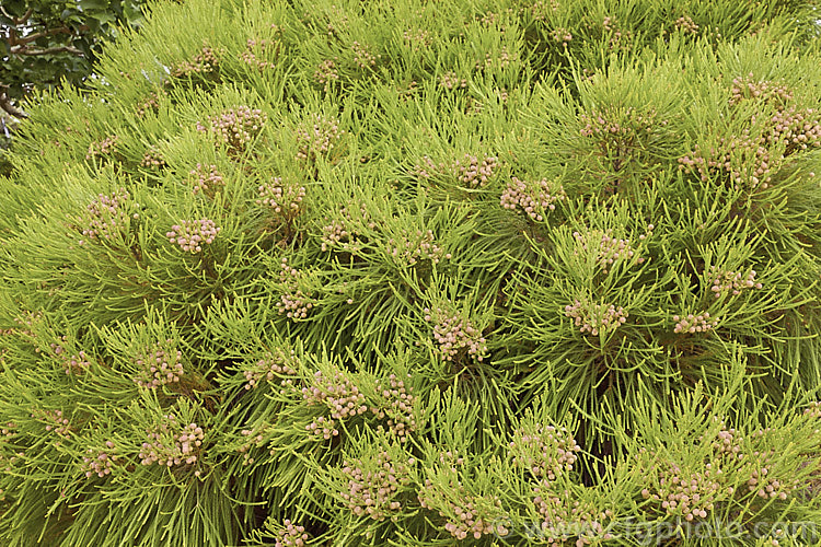 Berzelia lanuginosa, an evergreen 2m high. South African shrub with soft needle-like leaves. The individual flowers are very small but densely packed in spherical heads about 1cm in diameter. berzelia-2600htm'>Berzelia. <a href='bruniaceae-plant-family-photoshtml'>Bruniaceae</a>.