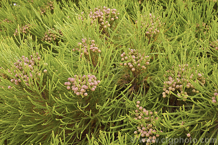 Berzelia lanuginosa, an evergreen 2m high. South African shrub with soft needle-like leaves. The individual flowers are very small but densely packed in spherical heads about 1cm in diameter. berzelia-2600htm'>Berzelia. <a href='bruniaceae-plant-family-photoshtml'>Bruniaceae</a>.