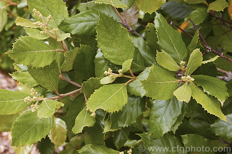 Curtisia dentata photo at Pictures of Plants stock image library