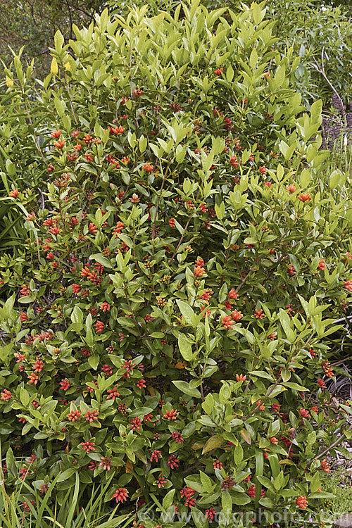 Buffalo-wood, Buffalo-horn or Wild Pomegranate (<i>Burchellia bubalina [syn. Burchellia capensis]), an evergreen shrub up to 3m tall from South Africa 15mm wide, red-brown berries follow the flowers. burchellia-2615htm'>Burchellia. <a href='rubiaceae-plant-family-photoshtml'>Rubiaceae</a>.