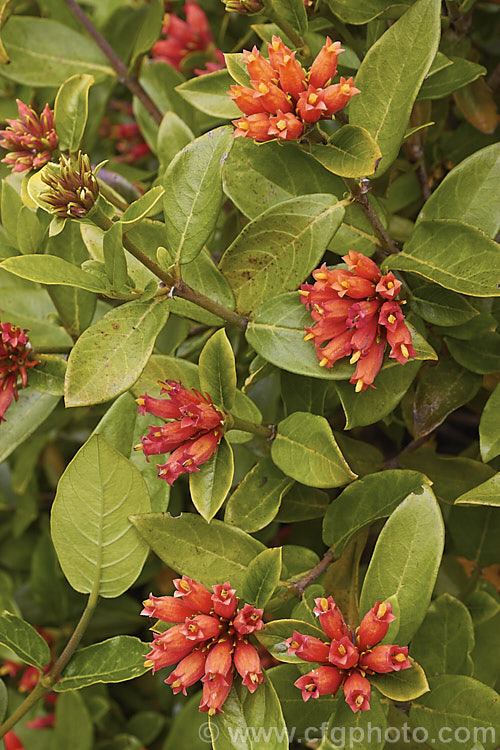 Buffalo-wood, Buffalo-horn or Wild Pomegranate (<i>Burchellia bubalina [syn. Burchellia capensis]), an evergreen shrub up to 3m tall from South Africa 15mm wide, red-brown berries follow the flowers. burchellia-2615htm'>Burchellia. <a href='rubiaceae-plant-family-photoshtml'>Rubiaceae</a>.