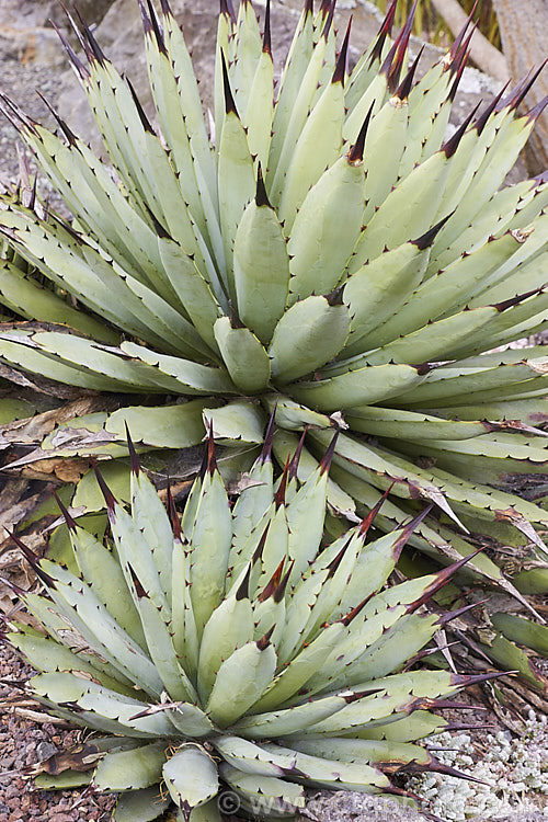 <i>Agave macroacantha</i> (syn. <i>Agave macrantha</i>), an evergreen, rosette-forming, fiercely spined succulent native to south-central Mexico. The blue-grey rosettes are around 60cm wide and when mature will produce red and green flowers on a stem up to 1.8m tall Order: Asparagales, Family: Asparagaceae