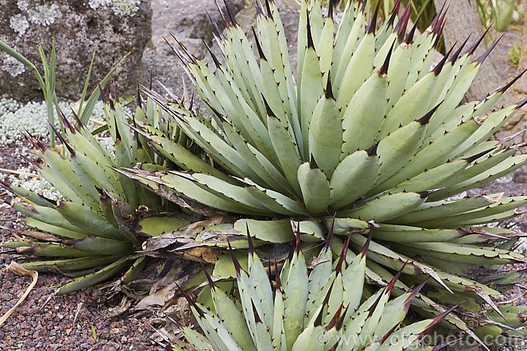 <i>Agave macroacantha</i> (syn. <i>Agave macrantha</i>), an evergreen, rosette-forming, fiercely spined succulent native to south-central Mexico. The blue-grey rosettes are around 60cm wide and when mature will produce red and green flowers on a stem up to 1.8m tall Order: Asparagales, Family: Asparagaceae