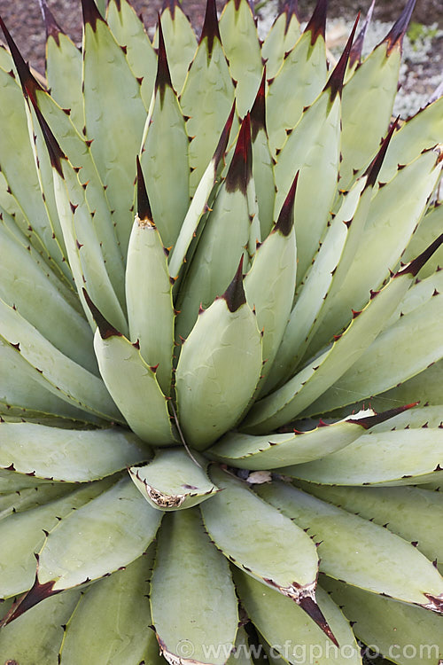 <i>Agave macroacantha</i> (syn. <i>Agave macrantha</i>), an evergreen, rosette-forming, fiercely spined succulent native to south-central Mexico. The blue-grey rosettes are around 60cm wide and when mature will produce red and green flowers on a stem up to 1.8m tall Order: Asparagales, Family: Asparagaceae