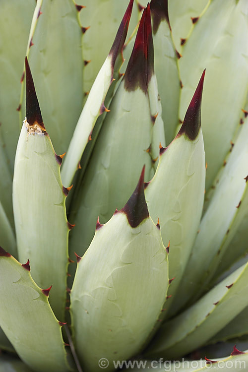 <i>Agave macroacantha</i> (syn. <i>Agave macrantha</i>), an evergreen, rosette-forming, fiercely spined succulent native to south-central Mexico. The blue-grey rosettes are around 60cm wide and when mature will produce red and green flowers on a stem up to 1.8m tall Order: Asparagales, Family: Asparagaceae