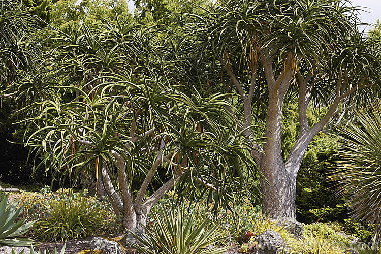 Aloidendron barberae (syns. Aloidendron bainesii, Aloe bainesii</i>), a tree-like aloe native to South Africa, Swaziland and Mozambique. It can reach 18m tall, with sturdy branches, leaves to 90cm long and inflorescences of green-tipped deep red-pink flowers in winter. aloidendron-3660htm'>Aloidendron.