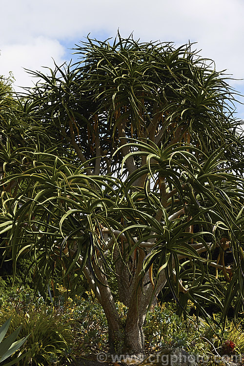 Aloidendron barberae (syns. Aloidendron bainesii, Aloe bainesii</i>), a tree-like aloe native to South Africa, Swaziland and Mozambique. It can reach 18m tall, with sturdy branches, leaves to 90cm long and inflorescences of green-tipped deep red-pink flowers in winter. aloidendron-3660htm'>Aloidendron.