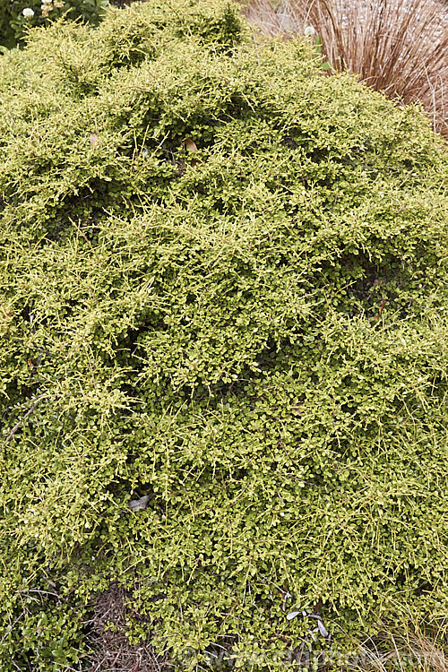 Coprosma 'Mangatangi', a low-growing, wiry-stemmed, divaricating shrub of hybrid origin. Grown for its growth habit, it is likely to prove popular for rockeries, bonsai and as a novelty. Order: Gentianales, Family: Rubiaceae