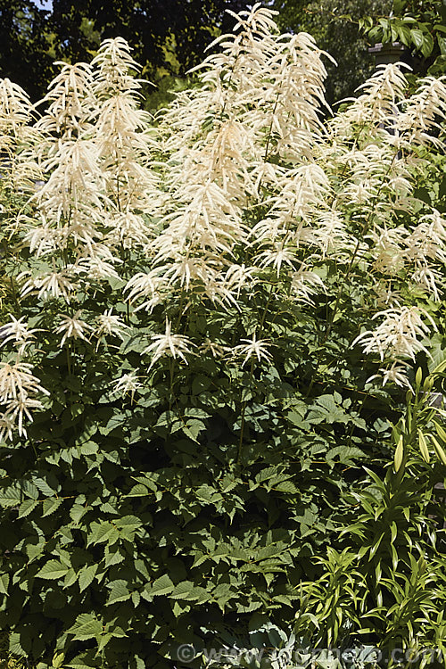 Goat's Beard (<i>Aruncus dioicus</i>), a 2m tall, summer-flowering herbaceous perennial found from central Europe to western Russia and the Caucasus In general appearance, it is like a giant. Astilbe