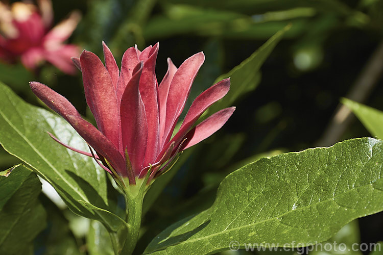 Carolina. Allspice or Strawberry Shrub (<i>Calycanthus floridus</i>), an aromatic summer-flowering deciduous shrub native to the southeastern United States. Despite appearances it is not very closely related to Magnolia. calycanthus-2631htm'>Calycanthus. <a href='calycanthaceae-plant-family-photoshtml'>Calycanthaceae</a>.