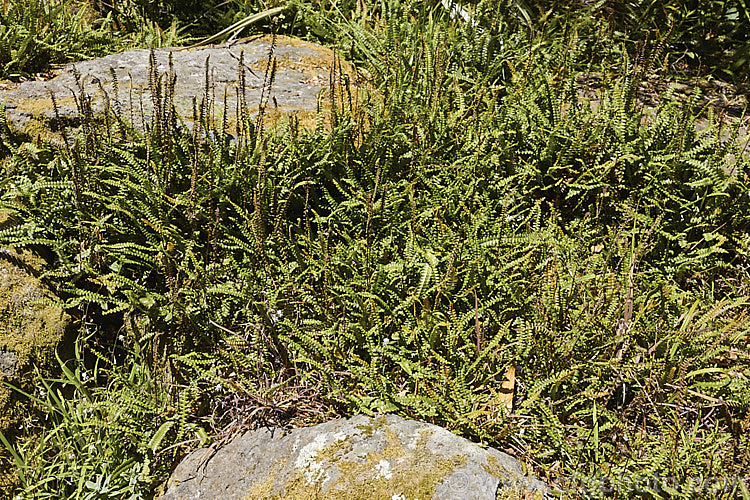 Blechnum penna-marina, a creeping rhizomatous fern with very distinct fertile fronds. It is often found growing in rock crevices and occurs over much of the temperate and Subantarctic Southern Hemisphere