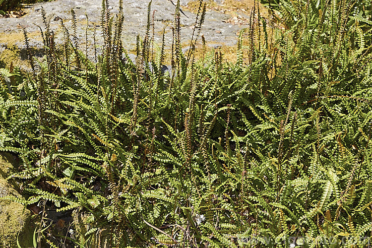 Blechnum penna-marina, a creeping rhizomatous fern with very distinct fertile fronds. It is often found growing in rock crevices and occurs over much of the temperate and Subantarctic Southern Hemisphere