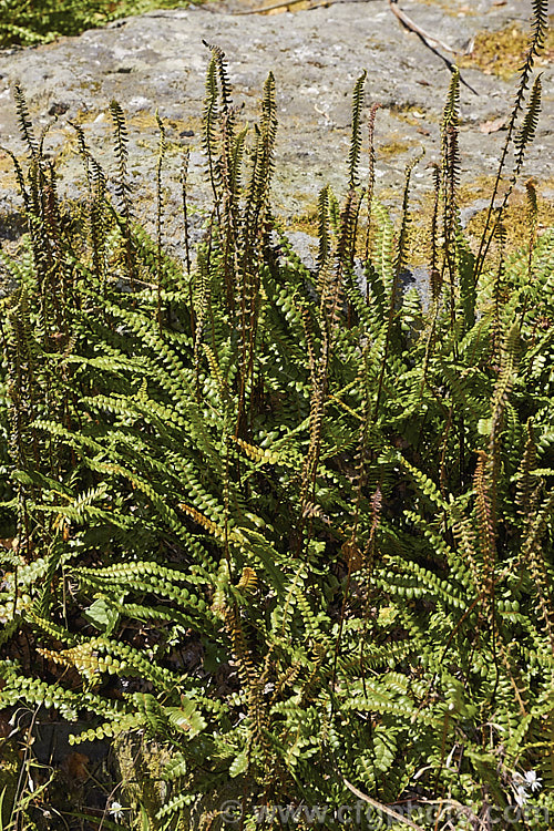 Blechnum penna-marina, a creeping rhizomatous fern with very distinct fertile fronds. It is often found growing in rock crevices and occurs over much of the temperate and Subantarctic Southern Hemisphere