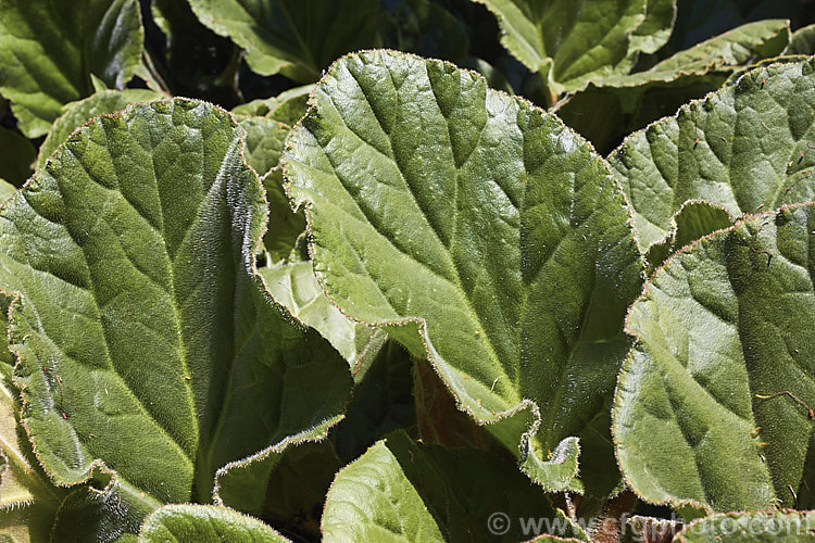 The summer foliage of Bergenia ciliata, a near-evergreen perennial found from Afghanistan to southeastern Tibet at 1800-4300m altitude. It differs from the common. Bergenia cordifolia in that its large leaves are covered in fine silver hairs, as can be seen here. bergenia-2281htm'>Bergenia. <a href='saxifragaceae-plant-family-photoshtml'>Saxifragaceae</a>.