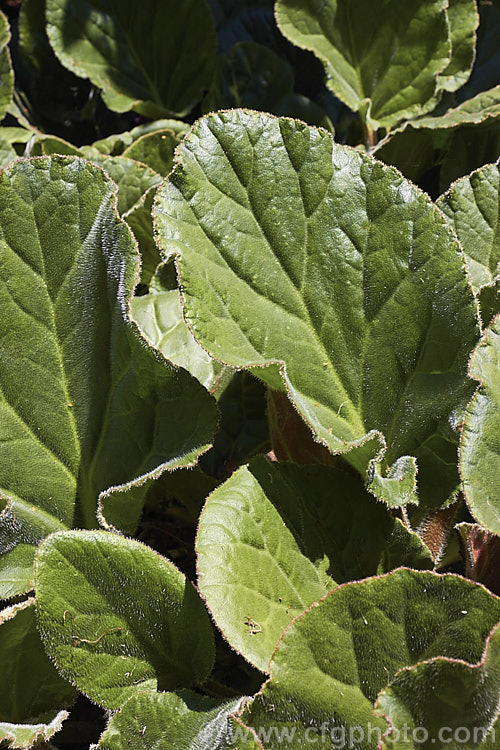 The summer foliage of Bergenia ciliata, a near-evergreen perennial found from Afghanistan to southeastern Tibet at 1800-4300m altitude. It differs from the common. Bergenia cordifolia in that its large leaves are covered in fine silver hairs, as can be seen here. bergenia-2281htm'>Bergenia. <a href='saxifragaceae-plant-family-photoshtml'>Saxifragaceae</a>.