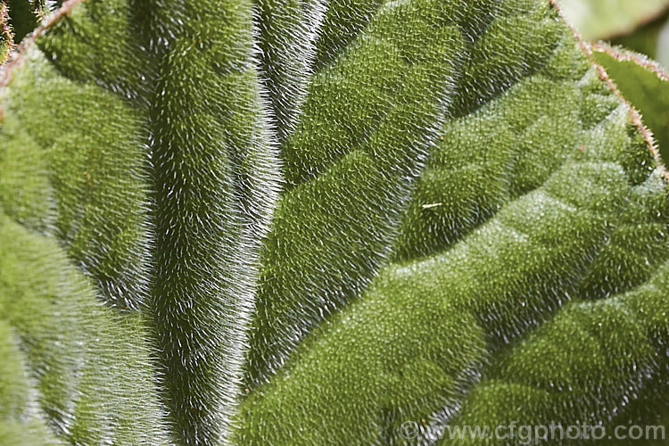 The summer foliage of Bergenia ciliata, a near-evergreen perennial found from Afghanistan to southeastern Tibet at 1800-4300m altitude. It differs from the common. Bergenia cordifolia in that its large leaves are covered in fine silver hairs, as can be seen here. bergenia-2281htm'>Bergenia. <a href='saxifragaceae-plant-family-photoshtml'>Saxifragaceae</a>.