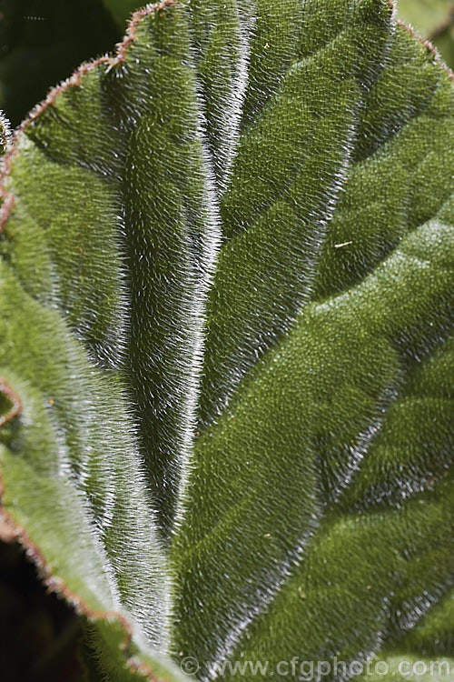 The summer foliage of Bergenia ciliata, a near-evergreen perennial found from Afghanistan to southeastern Tibet at 1800-4300m altitude. It differs from the common. Bergenia cordifolia in that its large leaves are covered in fine silver hairs, as can be seen here. bergenia-2281htm'>Bergenia. <a href='saxifragaceae-plant-family-photoshtml'>Saxifragaceae</a>.