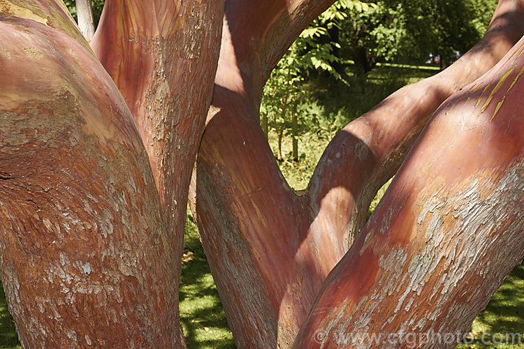 The peeling bark and warm red-brown trunks of a Canary Island Strawberry Tree (<i>Arbutus canariensis</i>), an evergreen shrub or small tree native to the Canaries. Its pale pink flowers appear in autumn and spring and are followed by warty, globular, bright orange fruit. Order: Ericales, Family: Ericaceae