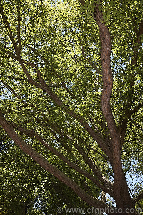 Black Birch, Red Birch or River Birch (<i>Betula nigra</i>), a 20m deciduous tree from the eastern United States. Notable for its warm brown peeling bark and blue green foliage yellowing in autumn. betula-2077htm'>Betula. <a href='betulaceae-plant-family-photoshtml'>Betulaceae</a>.