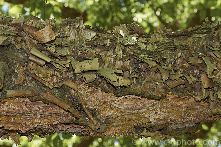 Black Birch, Red Birch or River Birch (<i>Betula nigra</i>), a 20m deciduous tree from the eastern United States. Notable for its warm brown peeling bark and blue green foliage yellowing in autumn. betula-2077htm'>Betula. <a href='betulaceae-plant-family-photoshtml'>Betulaceae</a>.