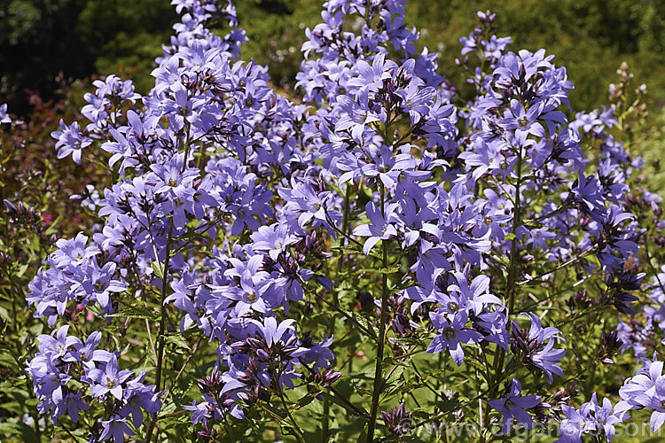 Milky Bellflower (<i>Campanula lactiflora</i>), a 15m tall, summer-flowering perennial native to the Caucasus It forms a clump of erect stems that often bends over under the weight of bloom that they carry. Order: Asterales, Family: Campanulaceae