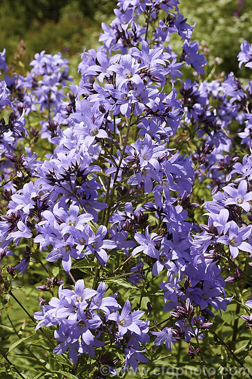 Milky Bellflower (<i>Campanula lactiflora</i>), a 15m tall, summer-flowering perennial native to the Caucasus It forms a clump of erect stems that often bends over under the weight of bloom that they carry. Order: Asterales, Family: Campanulaceae