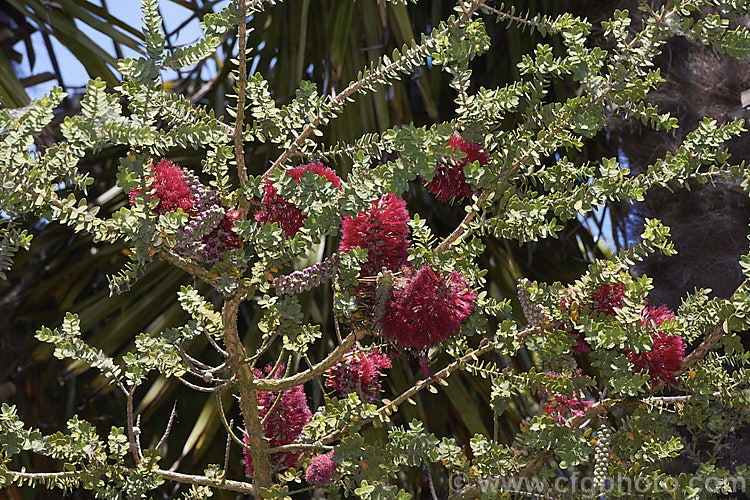 Melaleuca elliptica, an evergreen, summer-flowering shrub native to Western Australia. It grows to around 3m tall and its bottlebrush-like flowerheads are a deep pink to cherry red. melaleuca-2126htm'>Melaleuca. .