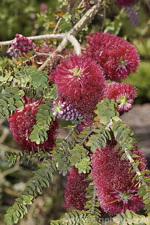 Melaleuca elliptica, an evergreen, summer-flowering shrub native to Western Australia. It grows to around 3m tall and its bottlebrush-like flowerheads are a deep pink to cherry red. melaleuca-2126htm'>Melaleuca. .