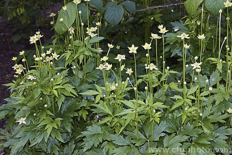 Tall Thimbleweed (<i>Anemone virginiana</i>), a summer-flowering herbaceous perennial native to eastern North America, where it is primarily a woodland plant. In flower it is up to 80cm tall and soon develops into a lush clump of foliage. The small greenish cream flowers are interesting rather than strikingly pretty.